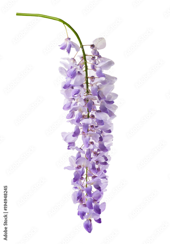 Φωτογραφία wisteria flowers isolated