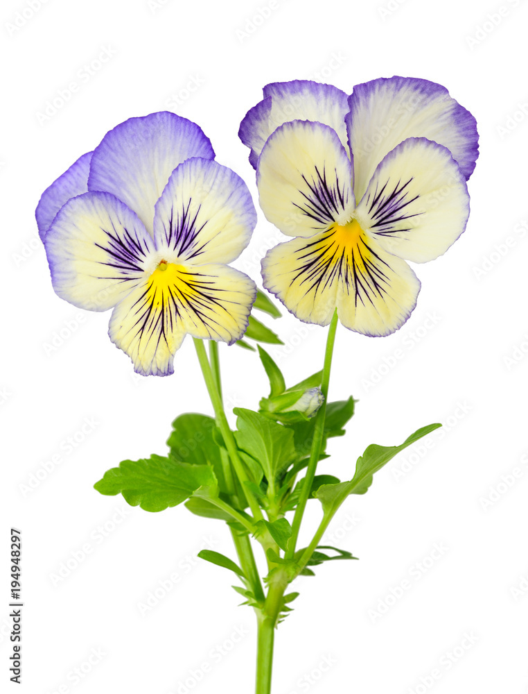 Pansies flowers isolated