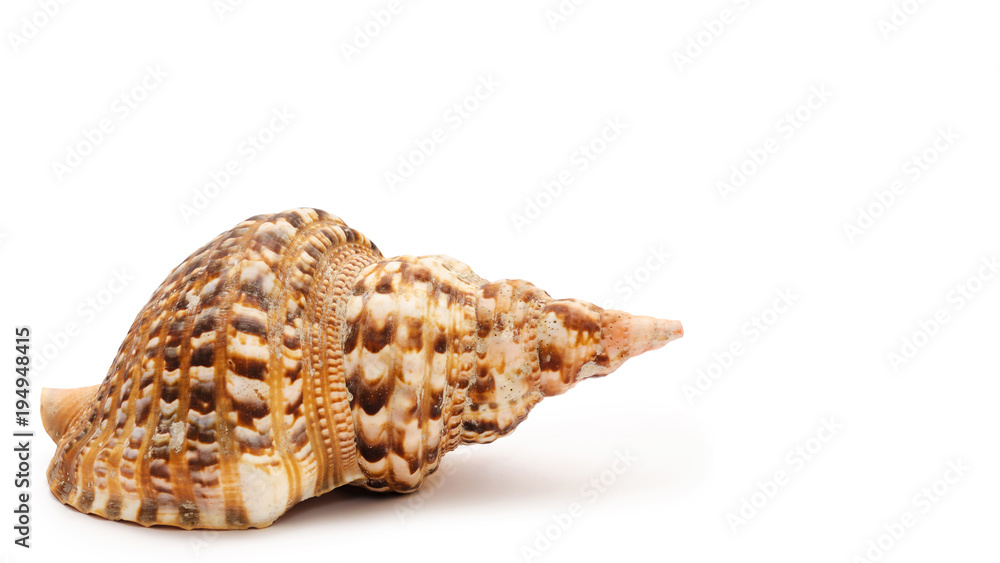 Very big seashell. Isolated on white background. copy space, template.
