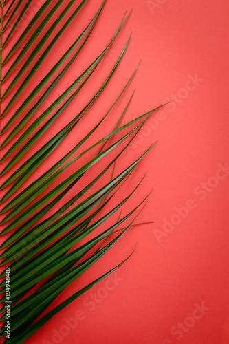 branch of a palm tree on a red background