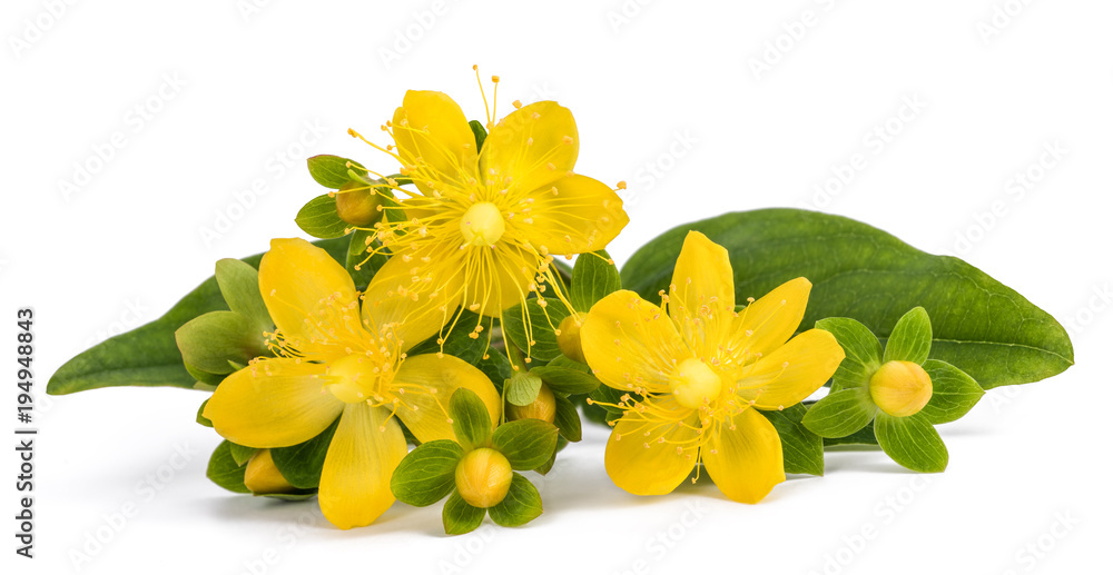 Fotografie St. John's wort