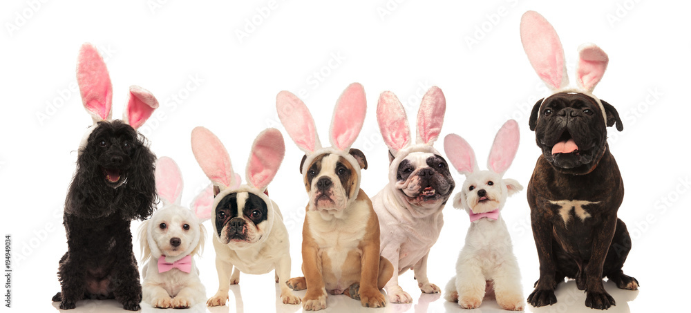 Fototapeta premium group of cute dogs wearing easter bunny ears