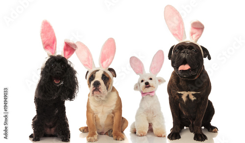Photography four adorable dogs wearing easter bunny ears