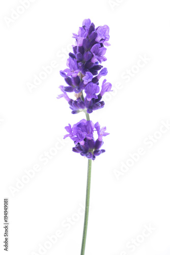 Lavender flower isolated