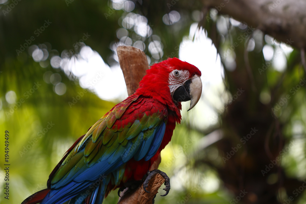 Parrots kept in the zoo