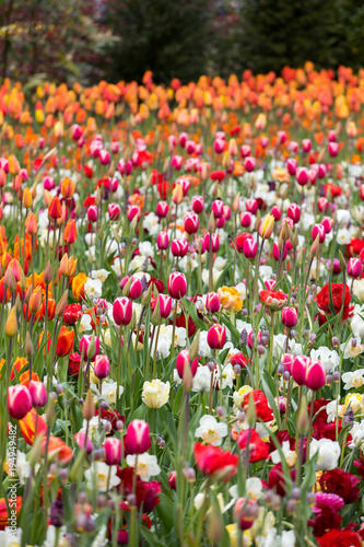 colorful tulips flowers blooming in a garden