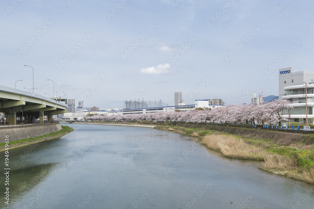 紫川の桜と小倉市街地
