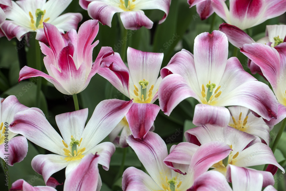 Species botanical tulips blooming in a garden Species botanical tulips blooming in a garden