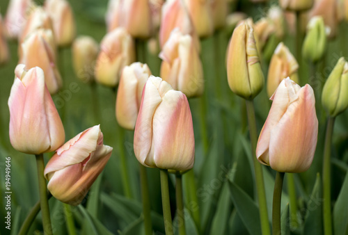 colorful tulips flowers blooming in a garden photo