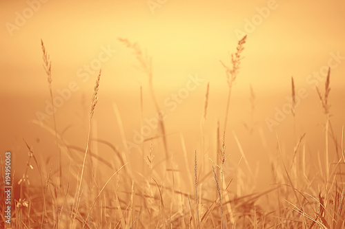 autumnal background beach / dry yellow grass by the sea, landscape background with islands in the sea