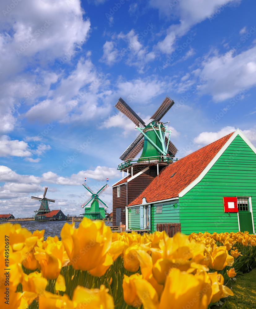 Fototapeta premium Traditional Dutch windmills with tulips in Zaanse Schans, Amsterdam area, Holland
