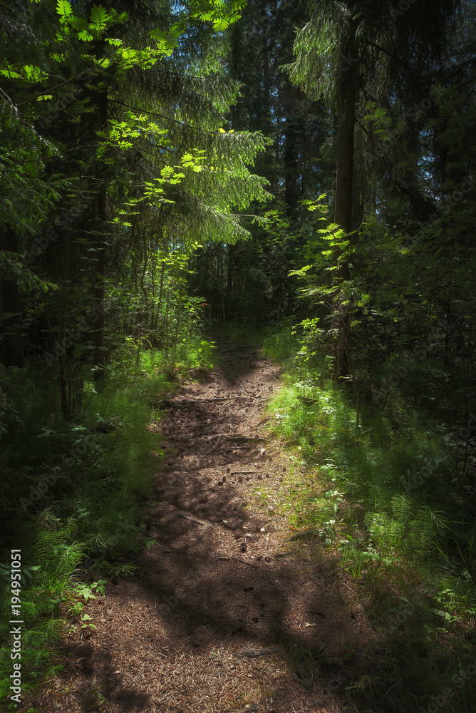 Sunlight illuminates the path in a dense coniferous forest Sunlight illuminates the path in a dense coniferous forest