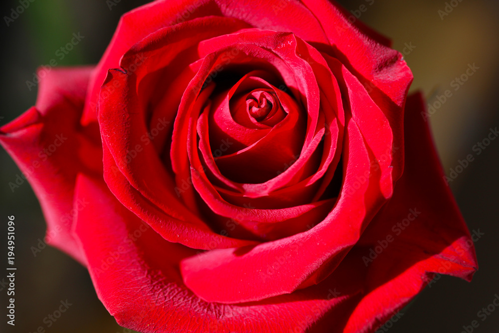 Bright Red Rose Bud Bright Red Rose Bud