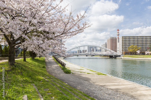 紫川の桜と小倉市街地