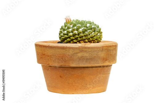 side view of cactus pot isolated on white background