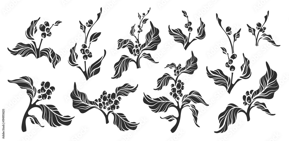 Set of coffee tree with leaves, bean. Vector illustration