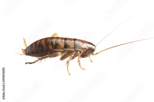 Cockroache nymph on white background. © apisitwilaijit29