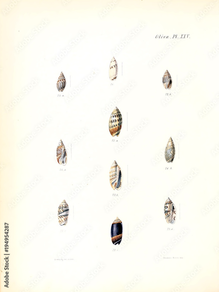 Illustration of shells. Illustration of shells.
