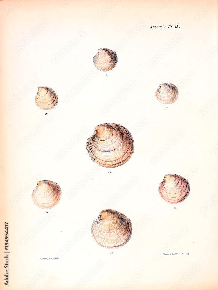 Illustration of shells.