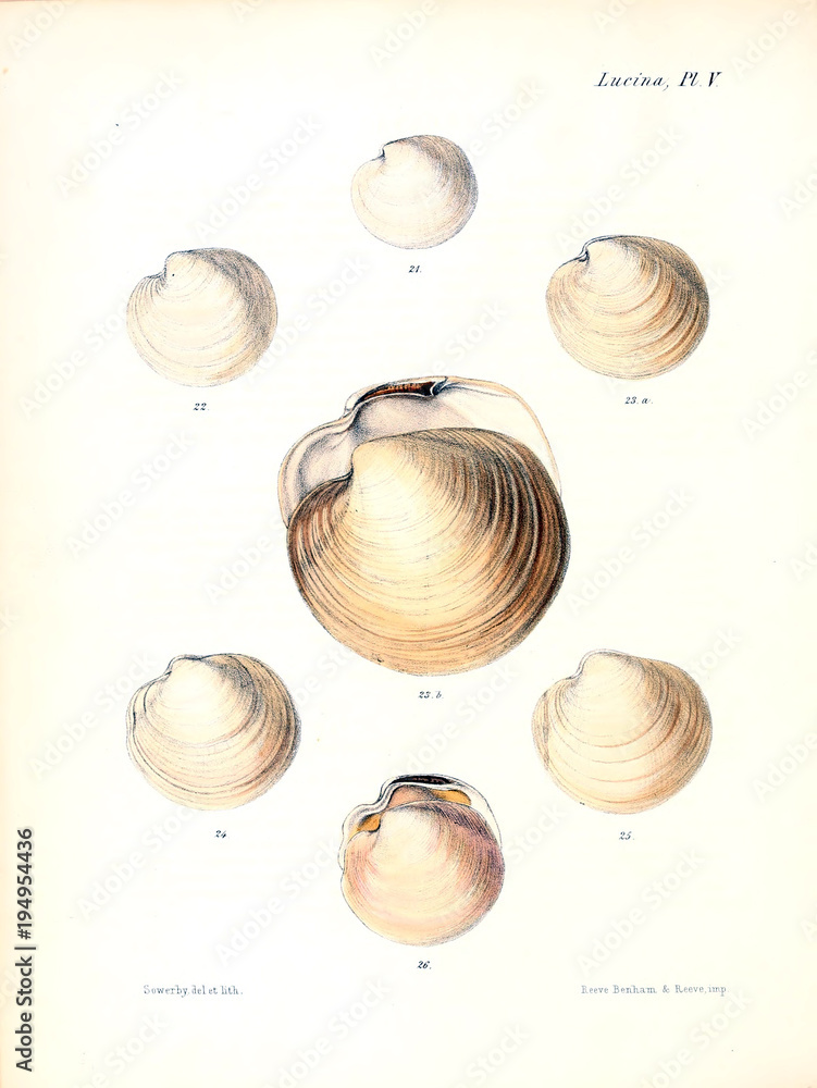 Illustration of shells. Illustration of shells.