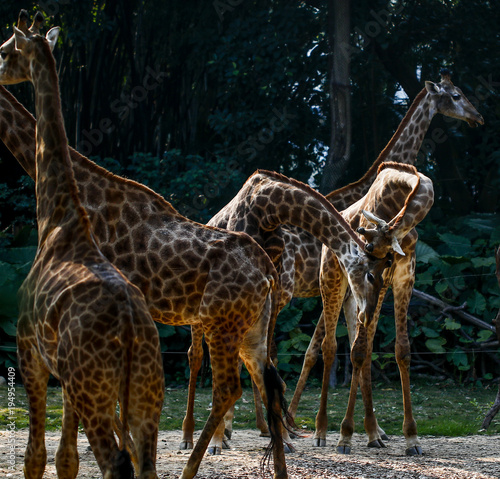 Giraffe feeding in the zoo