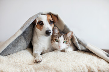 Acrylglasbilder Hund Hund und Katze in inniger Freundschaft  © Tatyana Gladskih