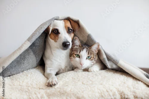 Obraz Pies i kot razem