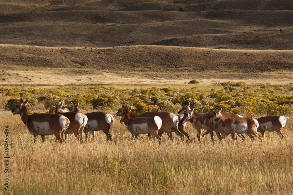 Pronghorns in Yellowstone National Park in Wyoming in the USA

