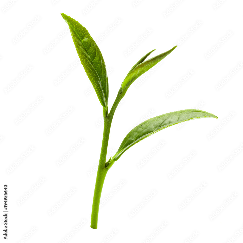 Green tea leaf isolated on white background, Fresh tea leaves on a white background