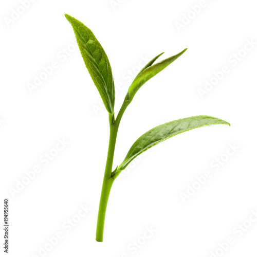 Green tea leaf isolated on white background, Fresh tea leaves on a white background © DN6