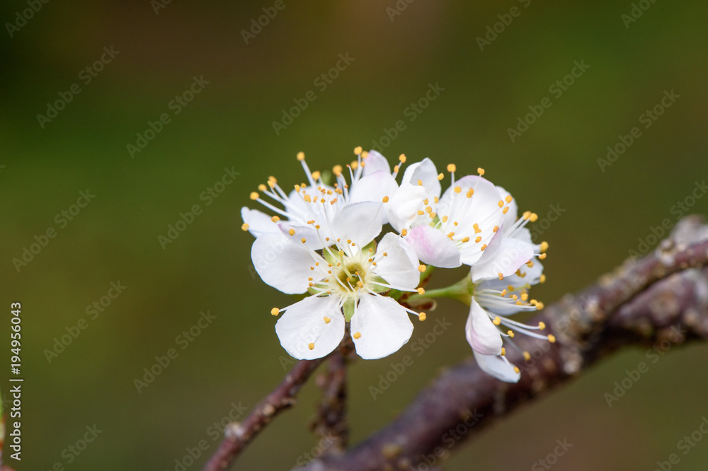 Branch with flowering plum tree Branch with flowering plum tree