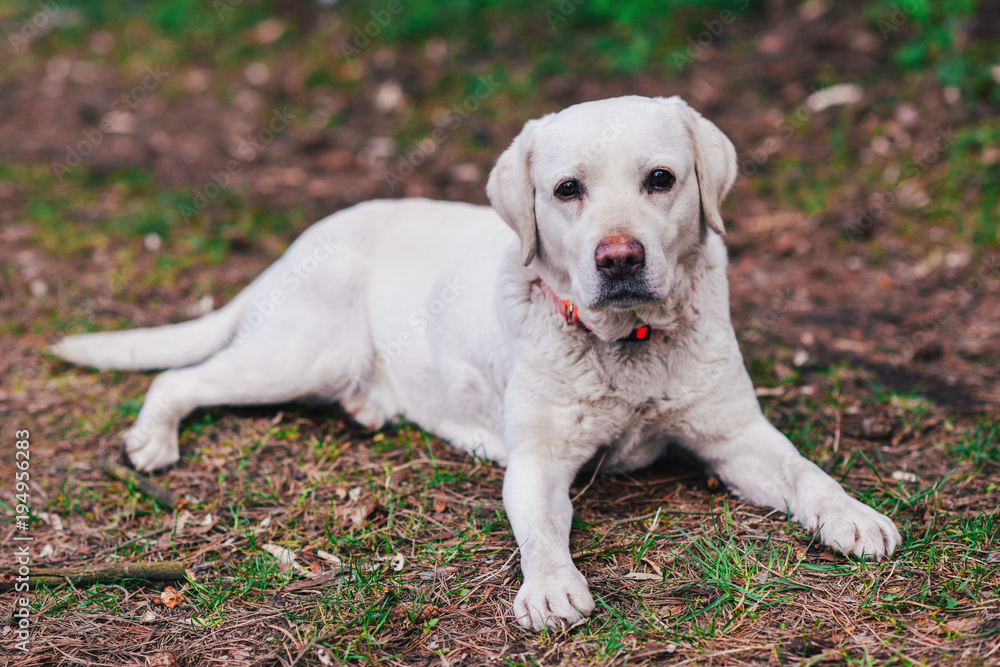 Labrador retriever lying on the ground in the forest