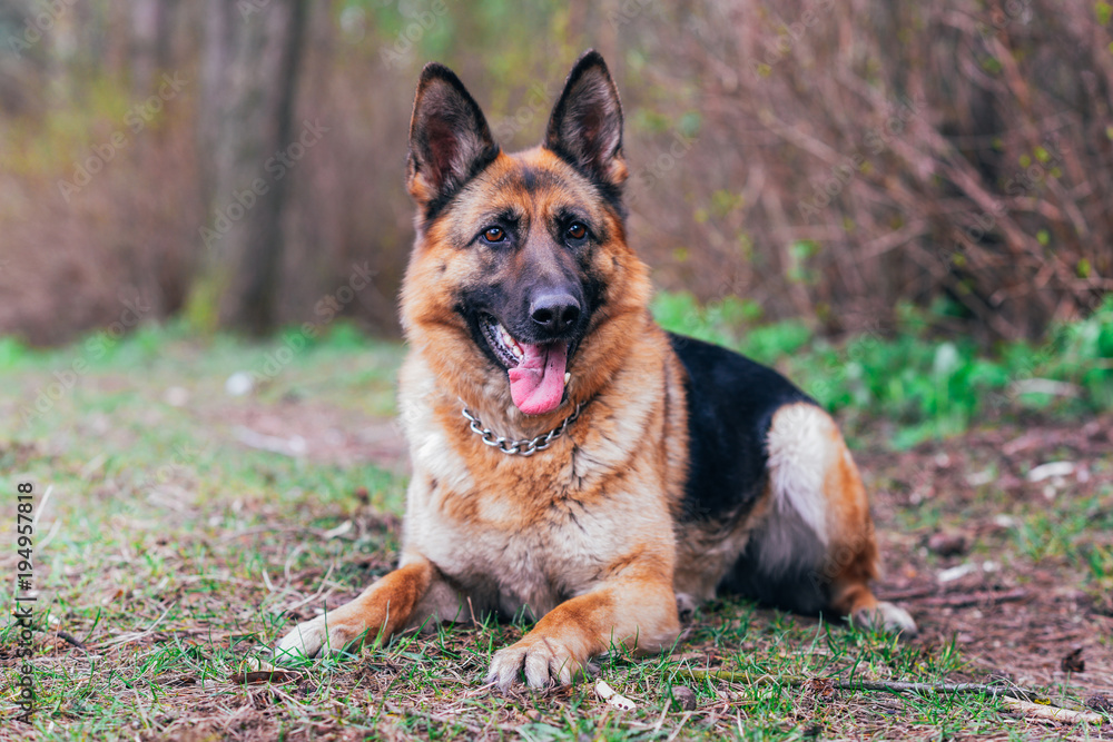 German shepherd lying on the ground in the forest German shepherd lying on the ground in the forest