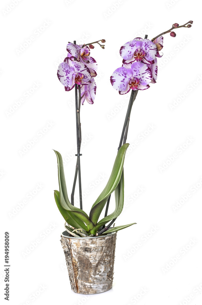 orchid american akita