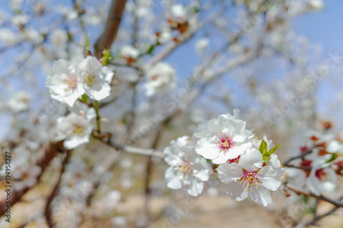Almonds tree blossom, springtime in orchard, nature background with blue sky