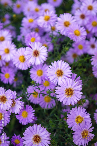 Photo of violet chamomiles on green leaves background