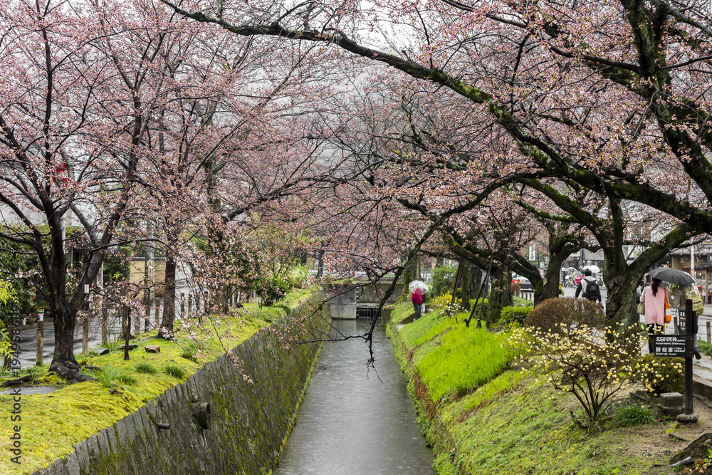 Naklejka premium Beautiful sakura cherry blossoms during the hanami in Tetsugaku-no-michi (Philosopher's Walk), Kyoto, Japan