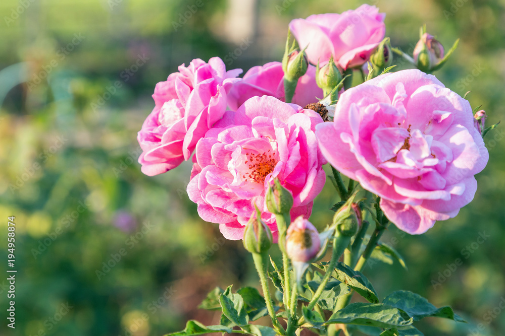 Rose flower and green leaf background in garden at sunny summer or spring day for postcard beauty decoration and agriculture concept design. Rose flower and green leaf background in garden at sunny summer or spring day for postcard beauty decoration and agriculture concept design.