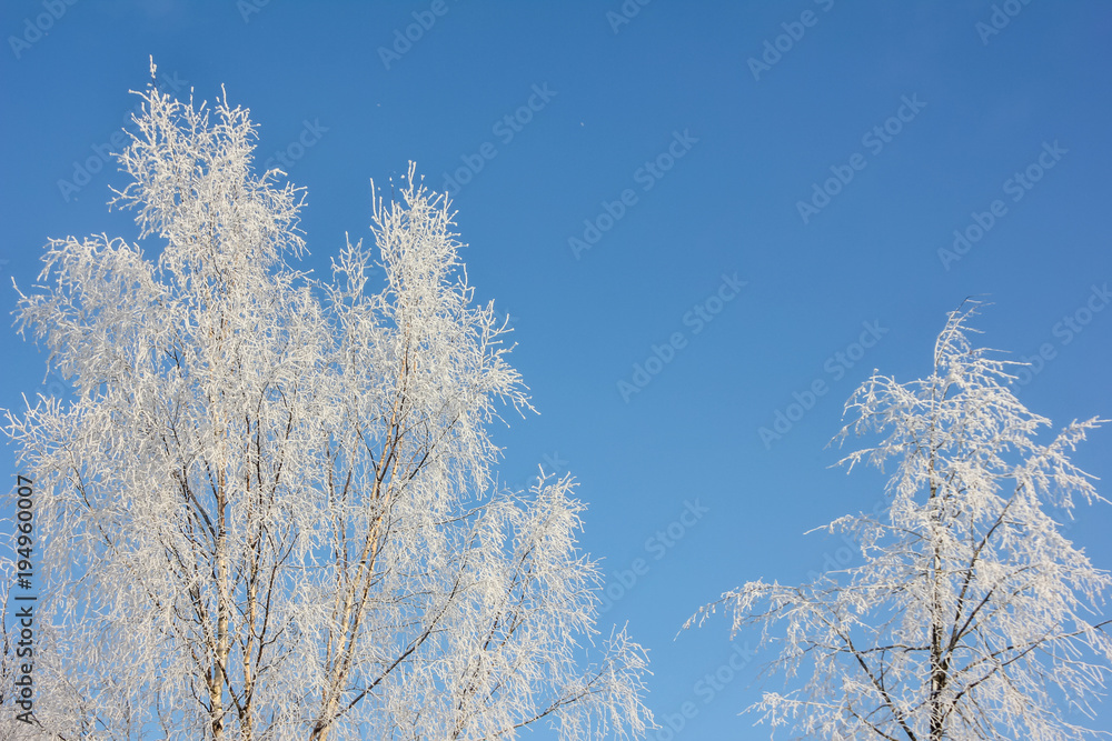 White birch on a blue sky background. Frozen white branches against the background of the winter sky. Gently blue and white. White birch on a blue sky background. Frozen white branches against the background of the winter sky. Gently blue and white.