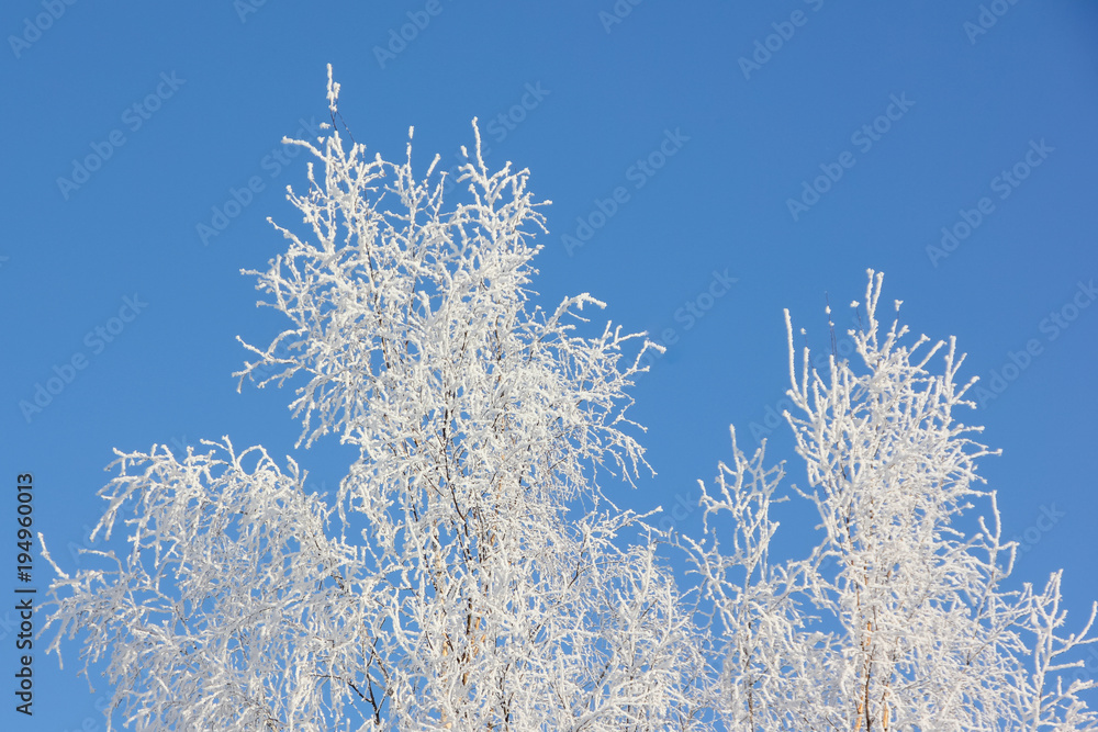 White birch on a blue sky background. Frozen white branches against the background of the winter sky. Gently blue and white. White birch on a blue sky background. Frozen white branches against the background of the winter sky. Gently blue and white.