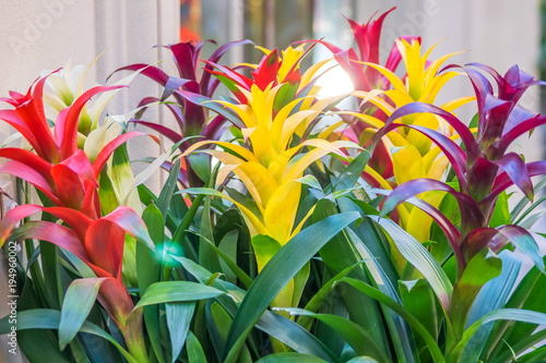 colorful blooming bromelia flowers. Floral background photo