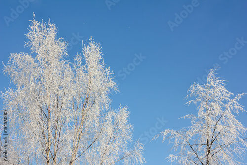 White birch on a blue sky background. Frozen white branches against the background of the winter sky. Gently blue and white.