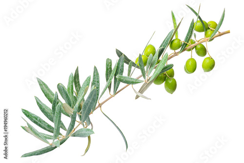 close up of green branch olive tree with berries isolated on white background