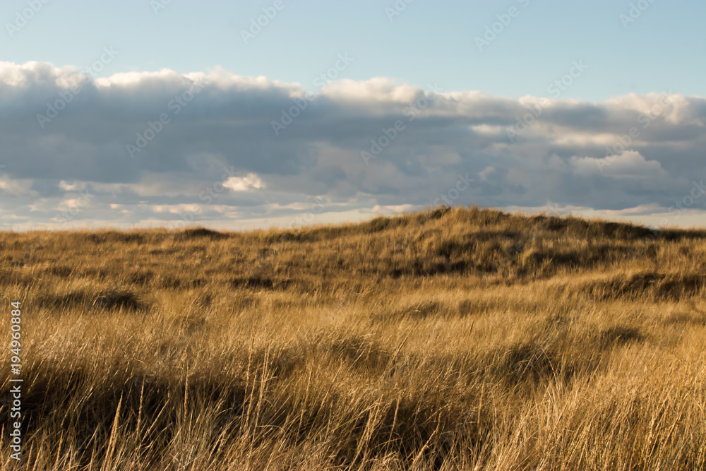 grassy sand dunes in pacific northwest