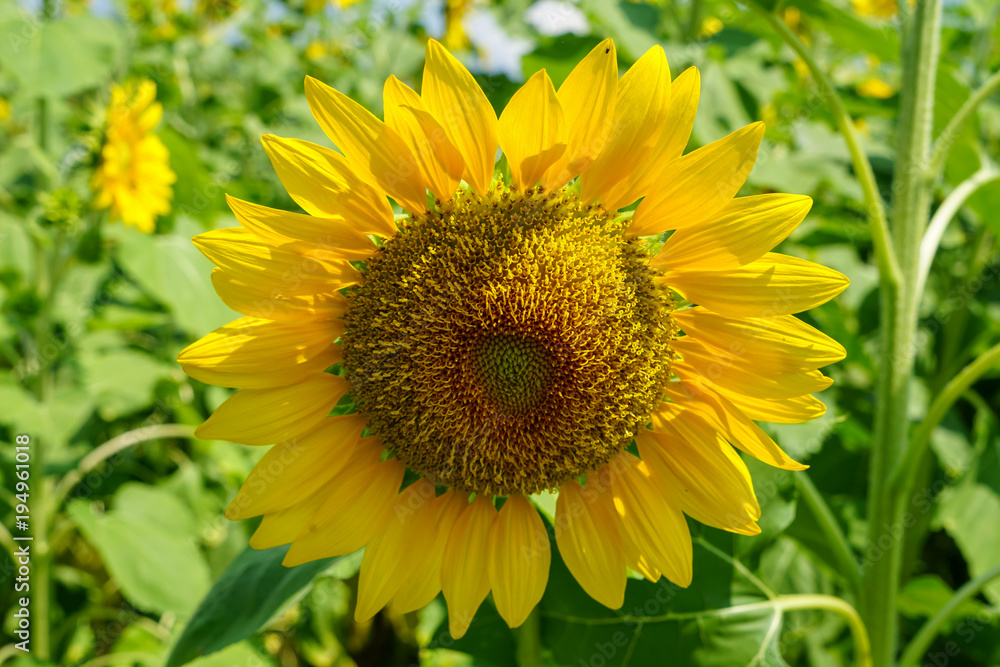 Closeup summer bright beautiful round yellow sunflower showing pollen pattern and soft petal with blurred green field background on sunshine day