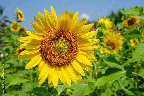 Closeup round bright beautiful yellow fresh sunflower showing pollen pattern and soft petal with blurred field and sky background on sunshine day © TChareon