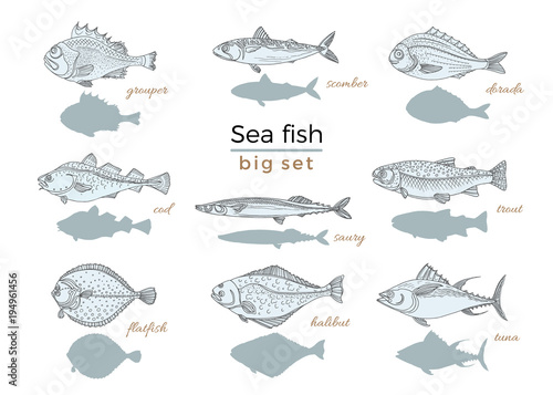 Set of sea fish. Seafood. Vector sketch