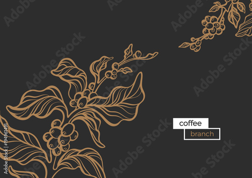 Template of branch of coffee tree. Vector illustration