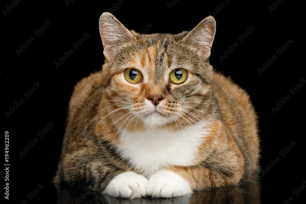 Fat Ginger Calico Cat Lying and Looks Cute on Isolated Black Background, front view