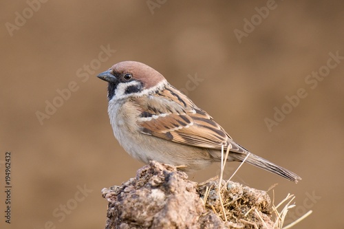 Tree Sparrow Passer montanus with a blurred background photo